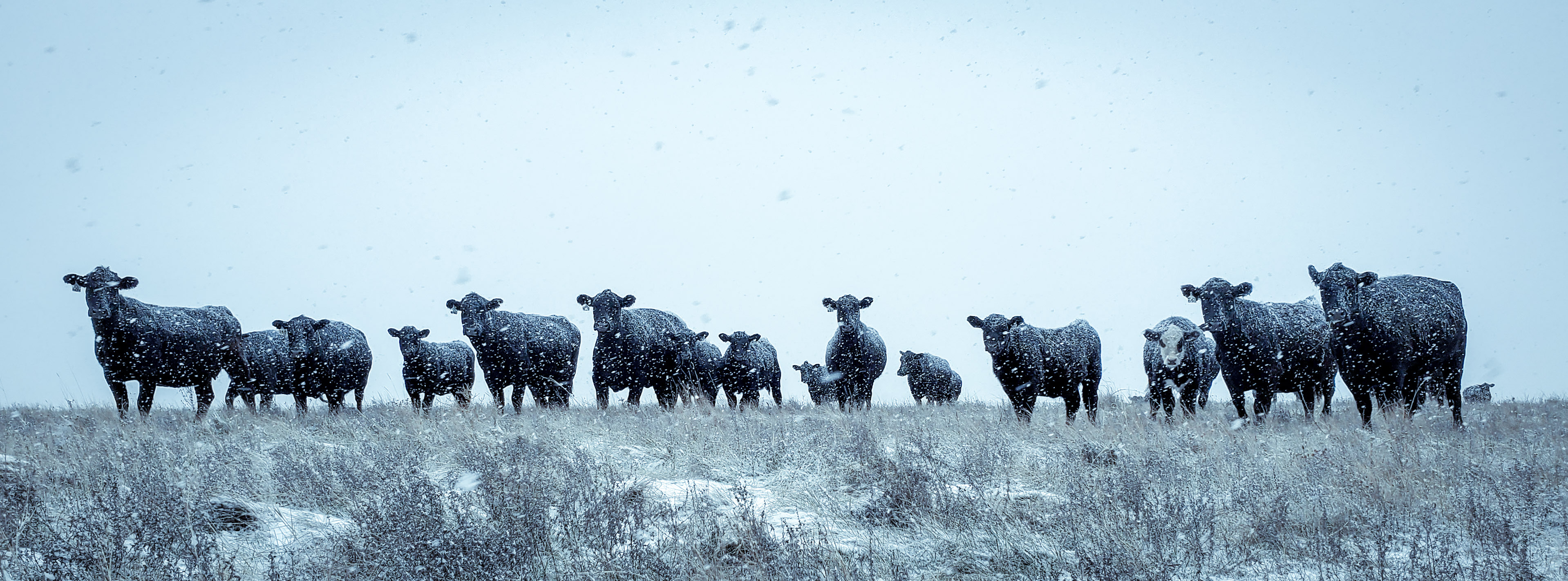 Cattle in the snow